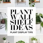 Plant Wall Shelf Ideas - Plant Display Tips