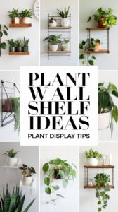 Plant Wall Shelf Ideas - Plant Display Tips